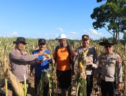 Dukung Asta Cita Presiden RI, Tim Monitoring dan Evaluasi Polres lamandau Pengecek Tanaman Jagung Serentak