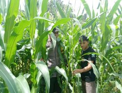 POLSEK MENDAWAI LAKSANAKAN PENGECEKAN LAHAN PRODUKTIF MILIK WARGA DI DESA KAMPUNG MELAYU
