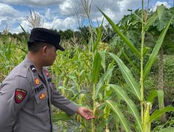 Personel Polsek Tasik Payawan Rutin Lakukan Pengecekan Lahan Perkarang warga dukung Ketahanan Pangan