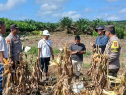 Bhabinkamtibmas Bersama Karyawan Perusahaan Panen Jagung bersama di PT. MPP