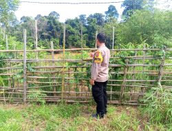 Mendukung Ketahanan Pangan, Personil Polsek Katingan Hulu dan Bukit Raya Cek Lokasi Pemanfaatan Pekarangan Warga.