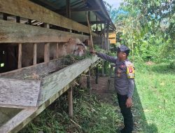 Dukung Ketahanan Pangan, Bhabinkamtibmas Sambangi Peternak Kambing
