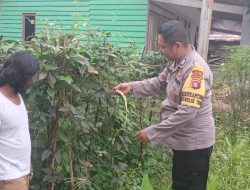 Dukung Ketahanan Pangan, Bhabinkamtibmas Polsek Bulik Silaturahmi ke masyarakat terkait Program Asta Cita Presiden RI