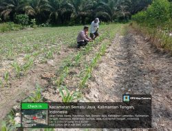 Bhabinkamtibmas Cek Lokasi Lahan Penanaman Jagung dalam program ketahanan pangan